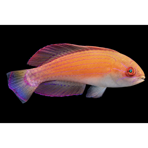 EIGHT LINE WRASSE